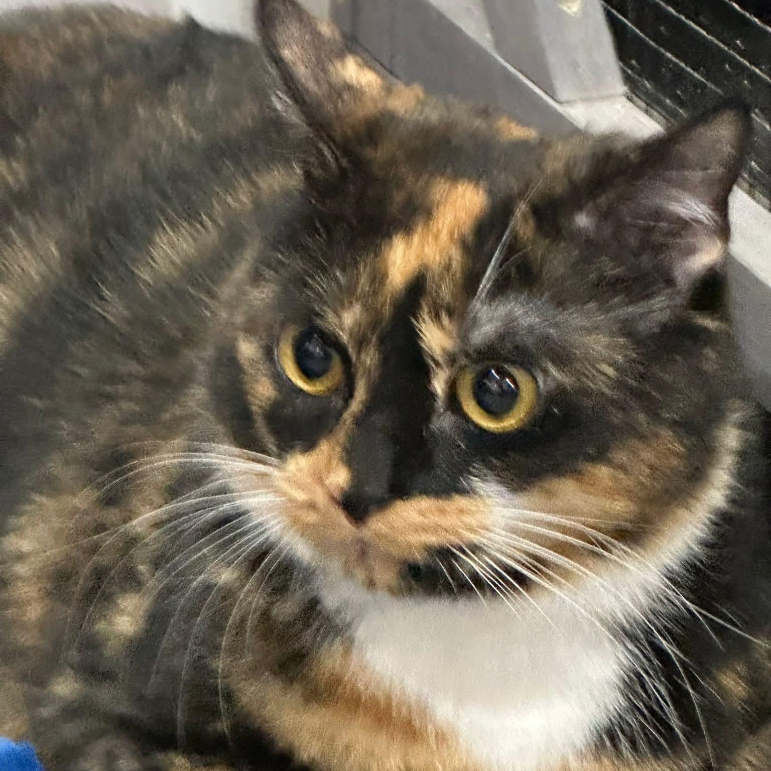 Genevieve, Adoptable, Adult Female Tortoiseshell.