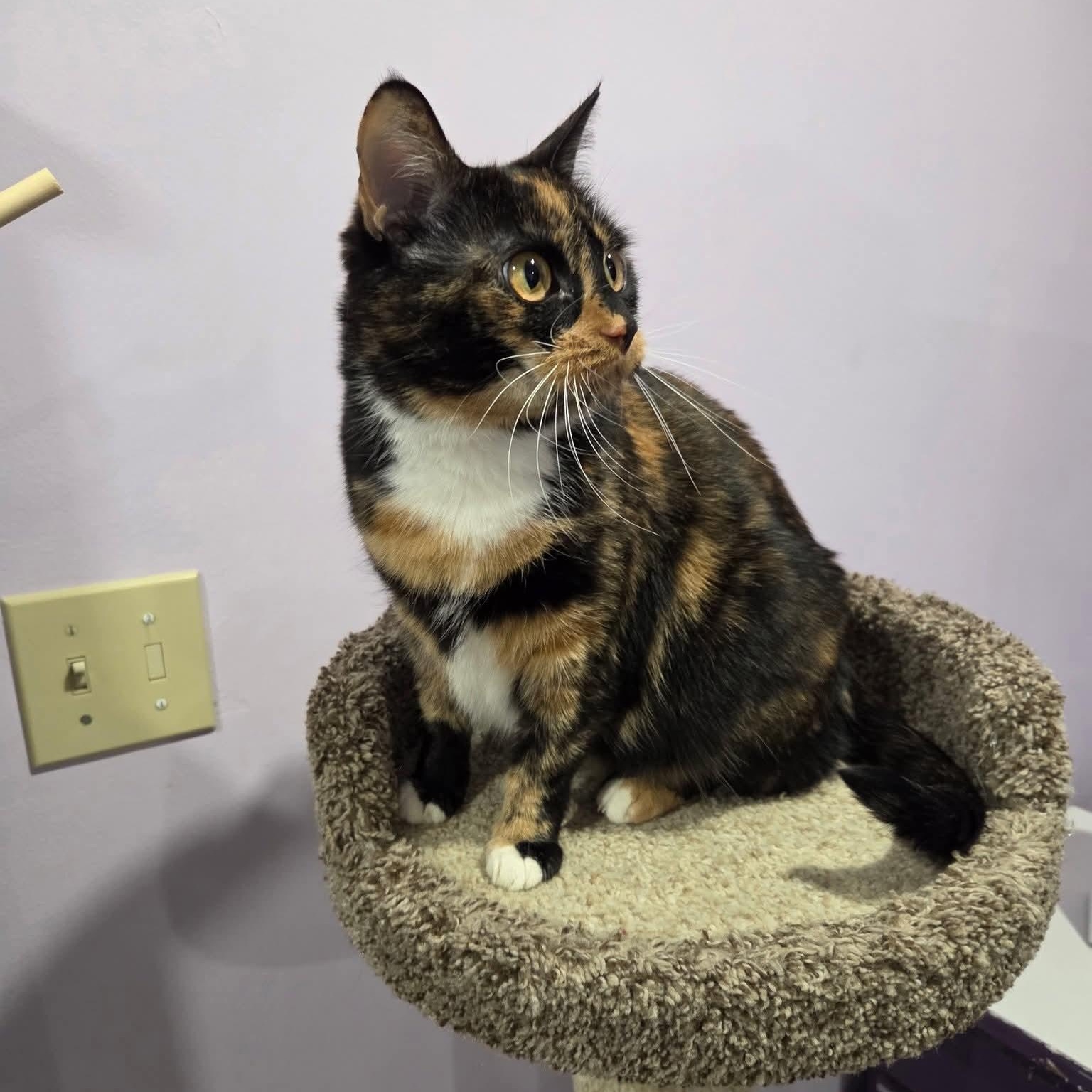 Genevieve, a Adoptable mixed breed in South Park, PA image 2/5