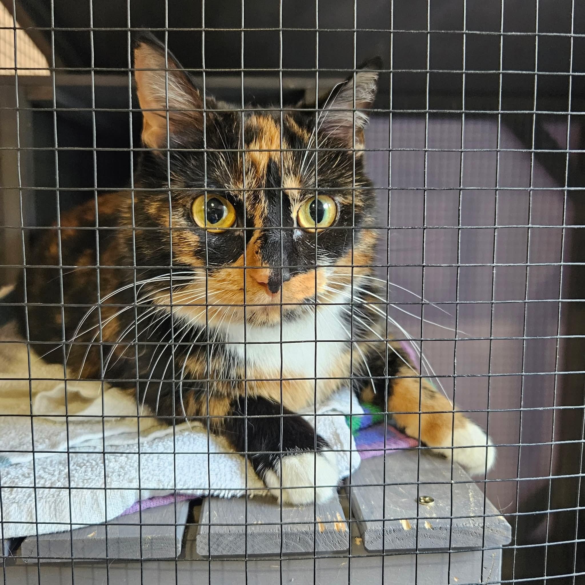 Genevieve, a Adoptable mixed breed in South Park, PA image 5/5