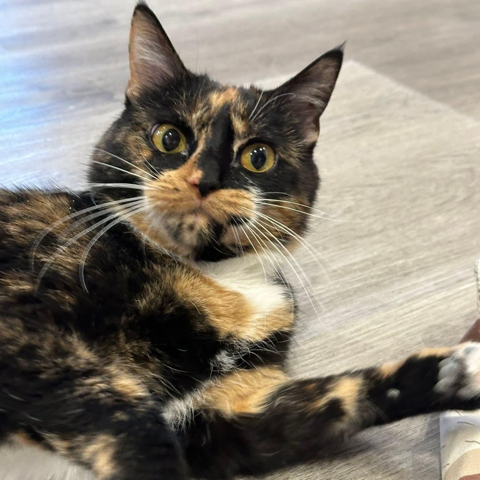 Genevieve, Adoptable, Adult Female Tortoiseshell.