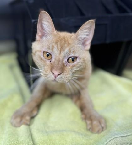 Cindy Lou Who, Adoptable, Adult Female Domestic Short Hair & Domestic Short Hair.