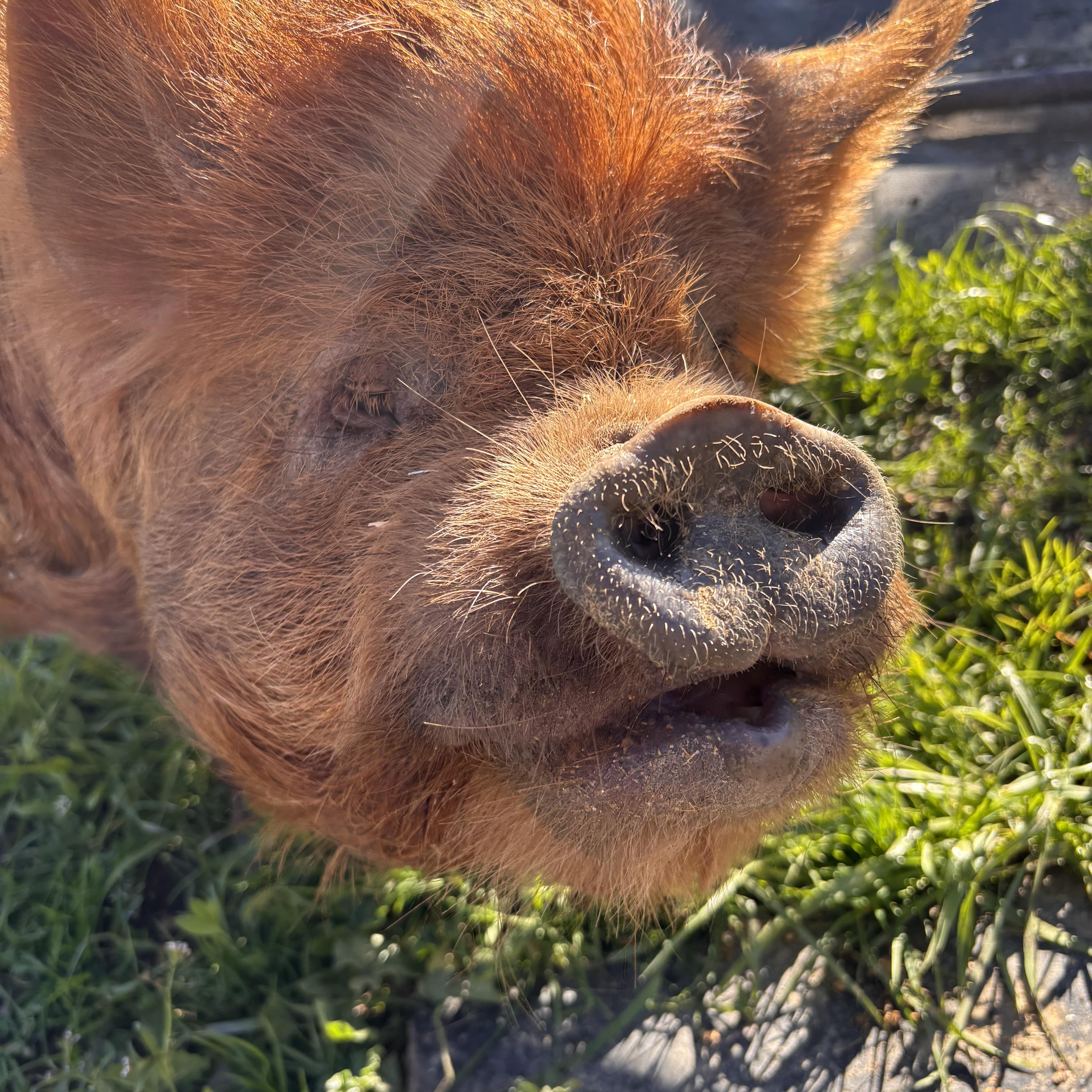 Dudley, a ADOPTABLE Pig in Grass Valley, CA image 2/3