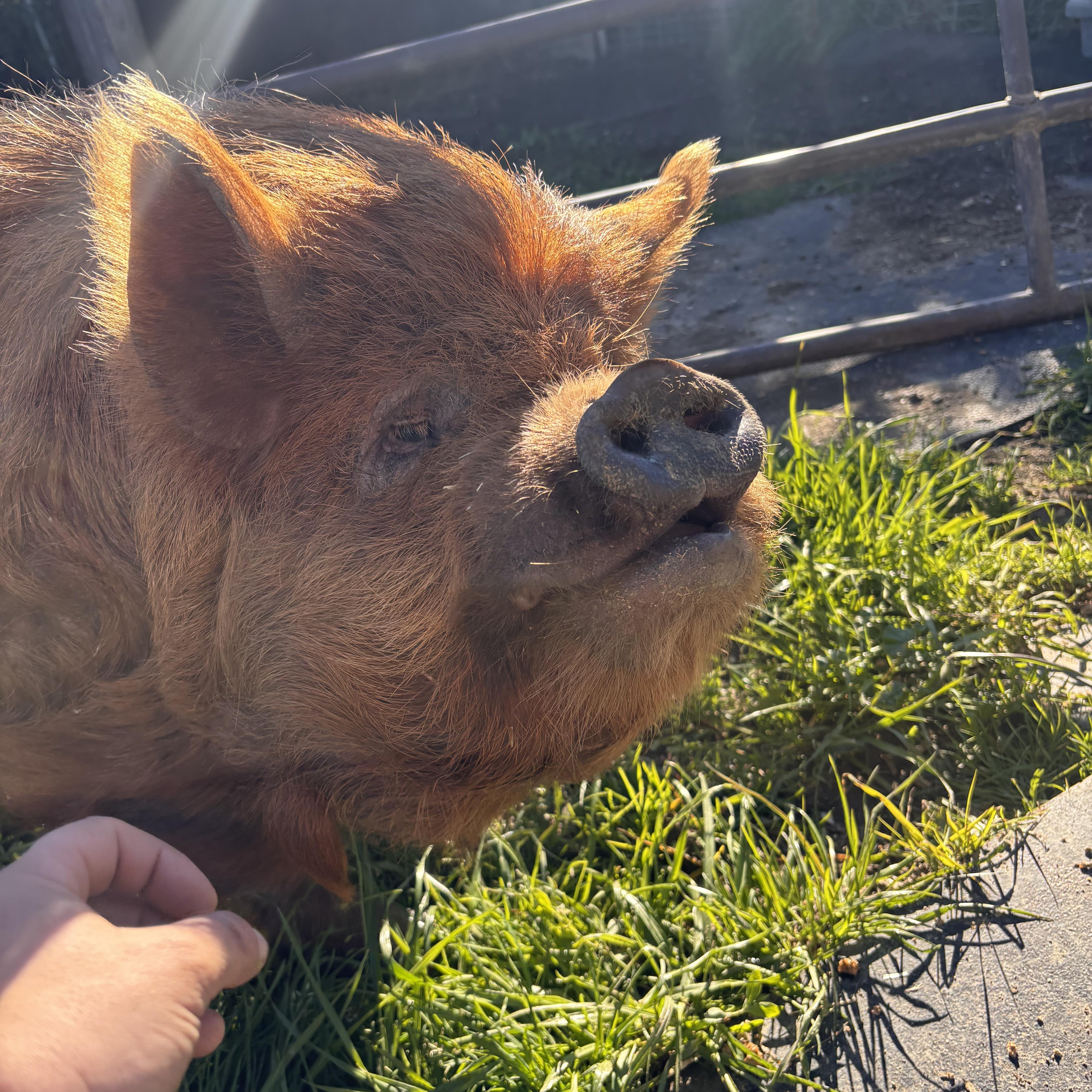Dudley, a ADOPTABLE Pig in Grass Valley, CA image 1/3