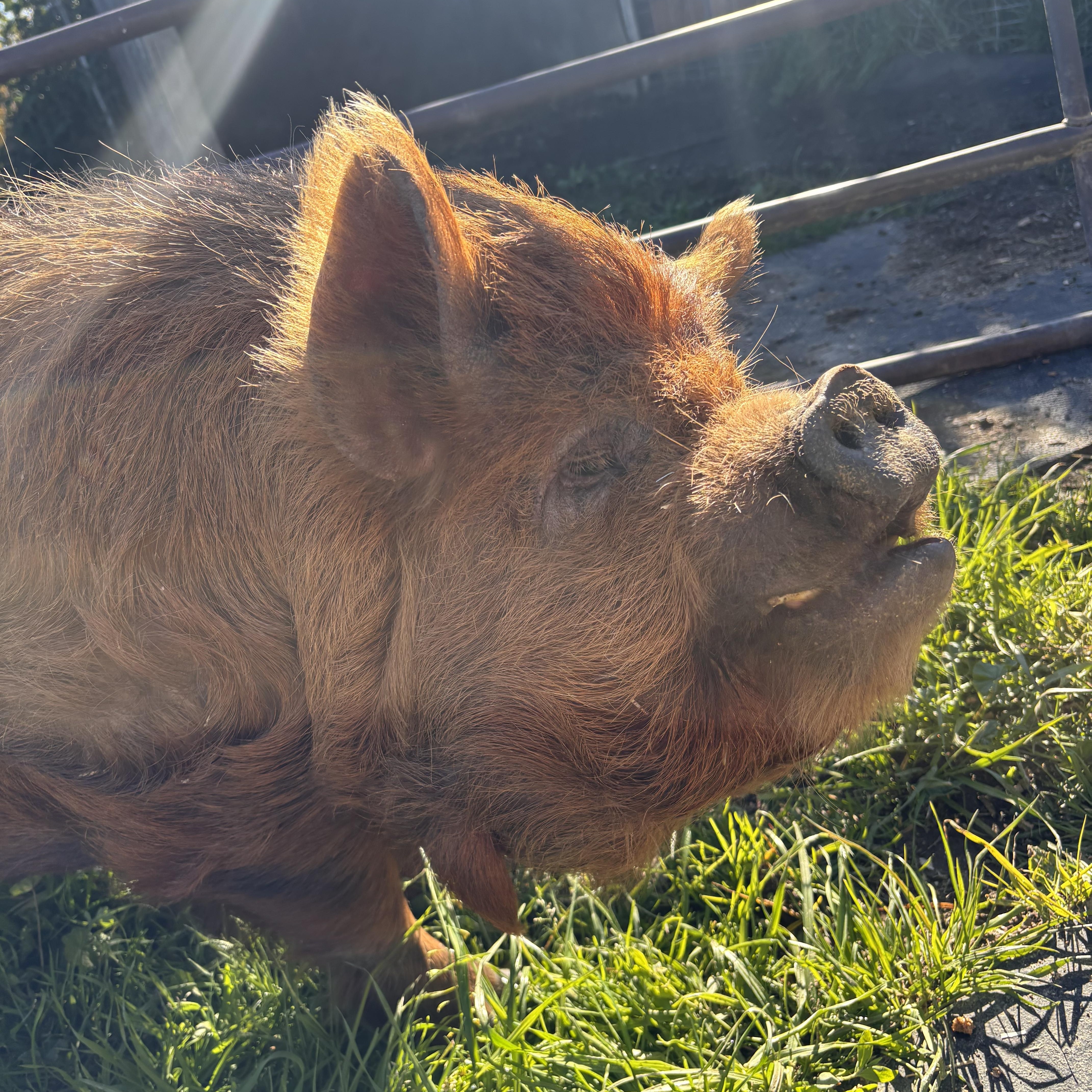 Dudley, a ADOPTABLE Pig in Grass Valley, CA image 3/3