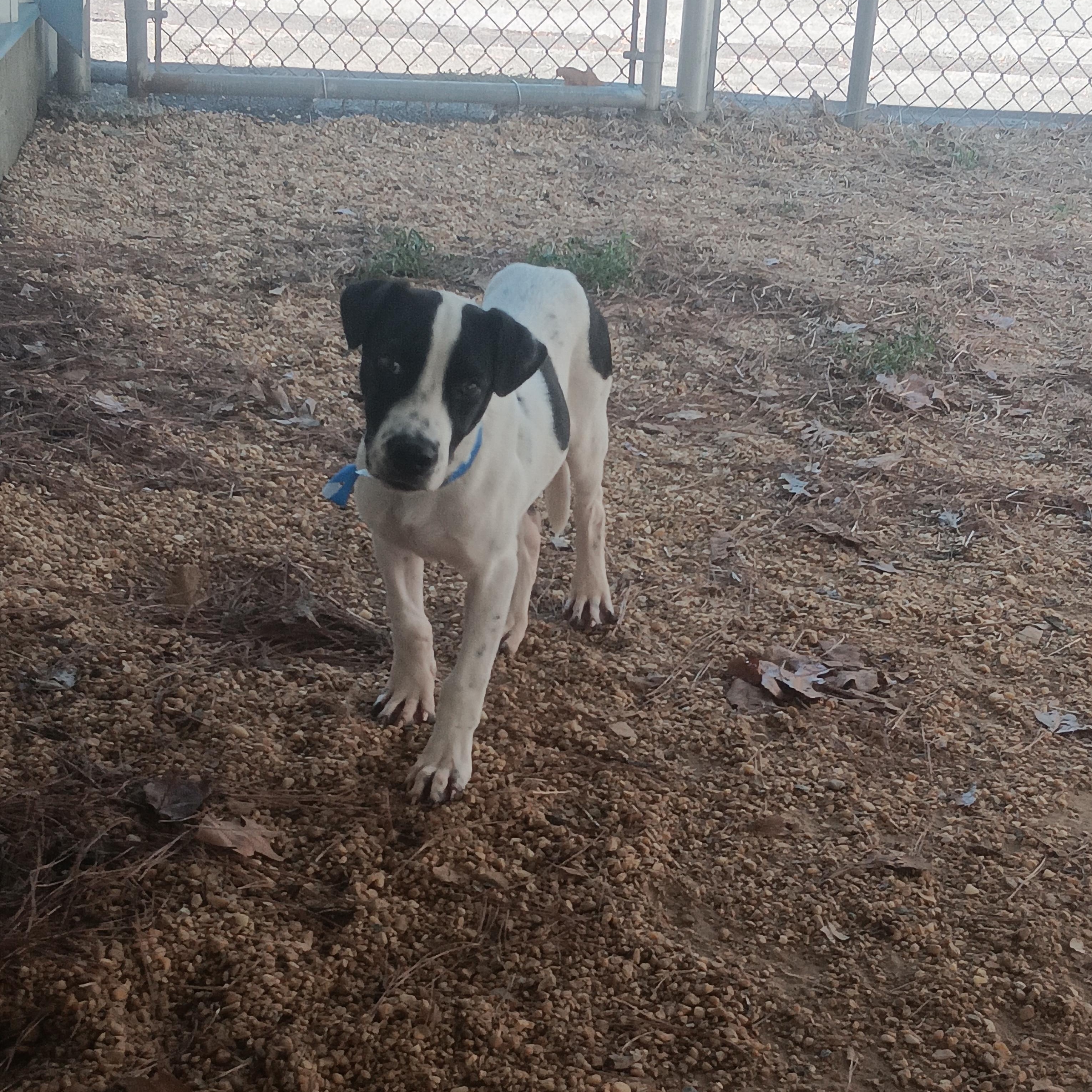 Enlarge Conrad, a Adoptable Mixed Breed in North Little Rock, AR image 1/1