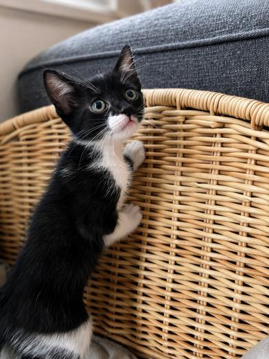 Theo, Adoptable, Kitten Male Tuxedo & Domestic Short Hair.