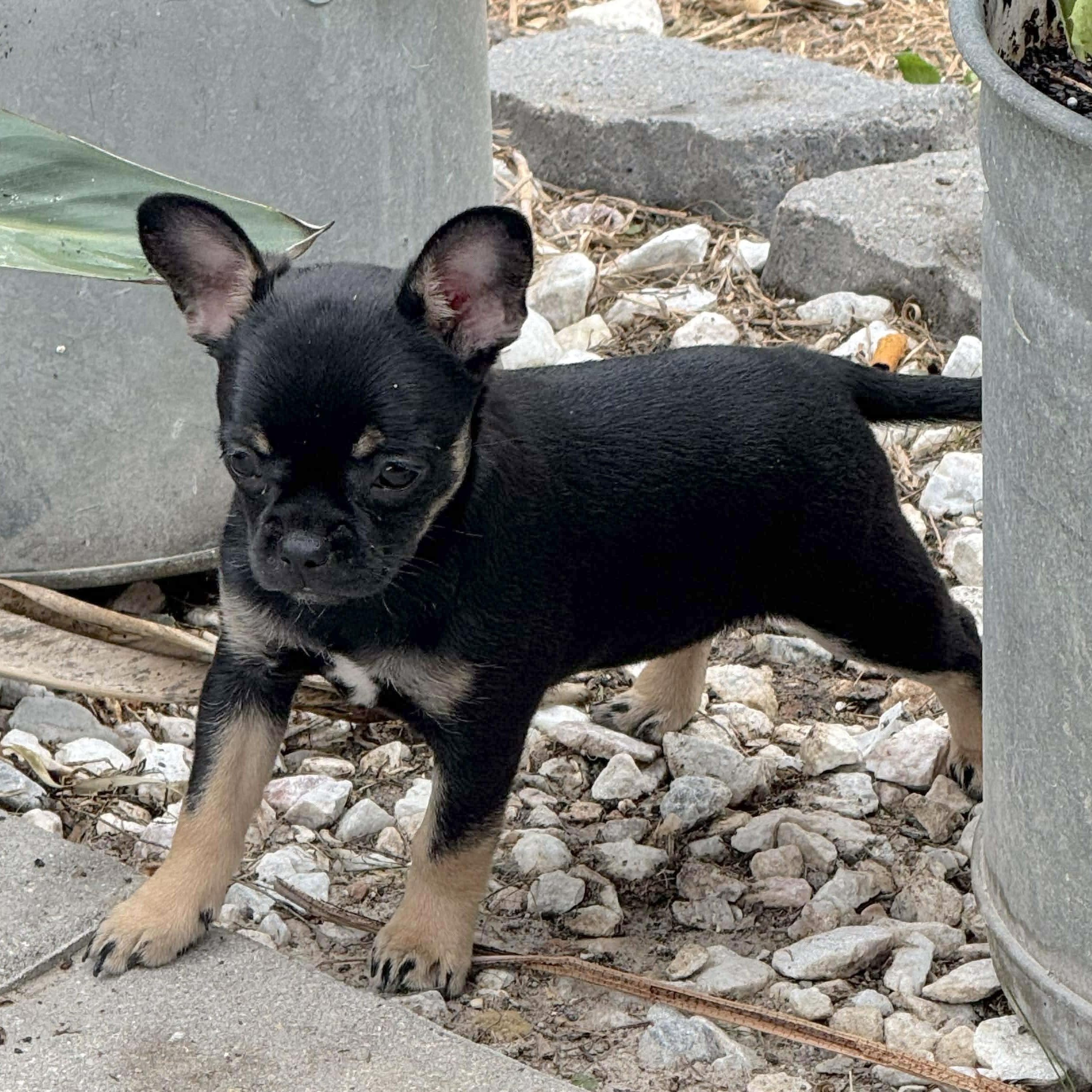 Enlarge Gigi, an adopted mixed breed in Providence, RI image 5/6