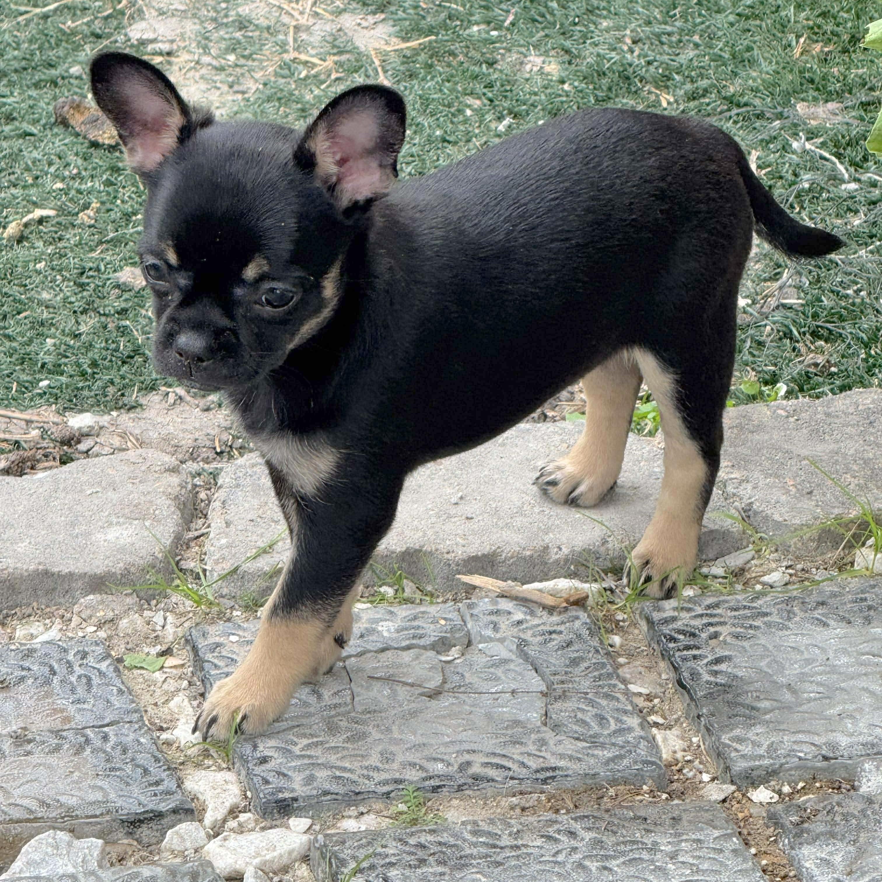 Enlarge Gigi, an adopted mixed breed in Providence, RI image 2/6