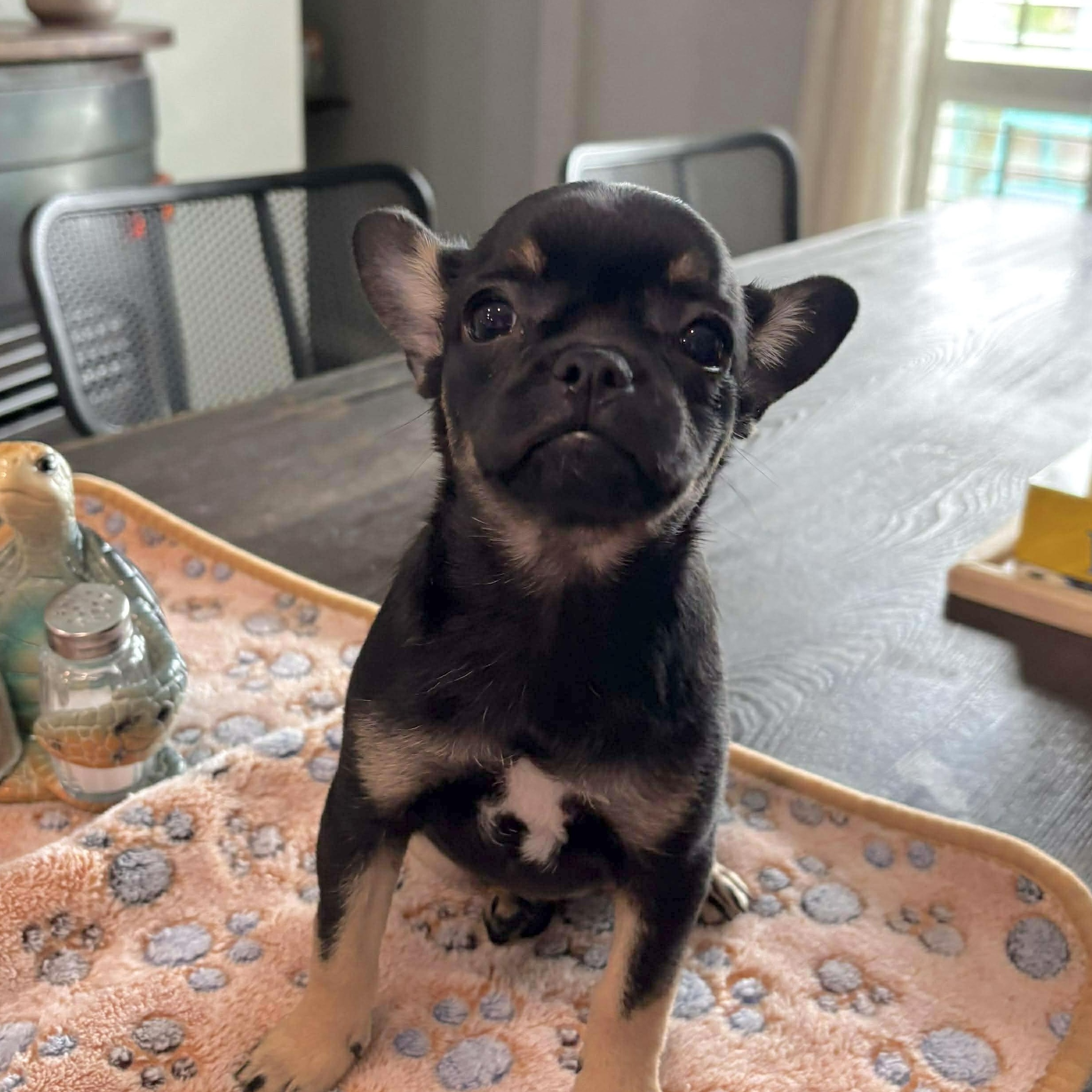 Enlarge Gigi, an adopted mixed breed in Providence, RI image 1/6