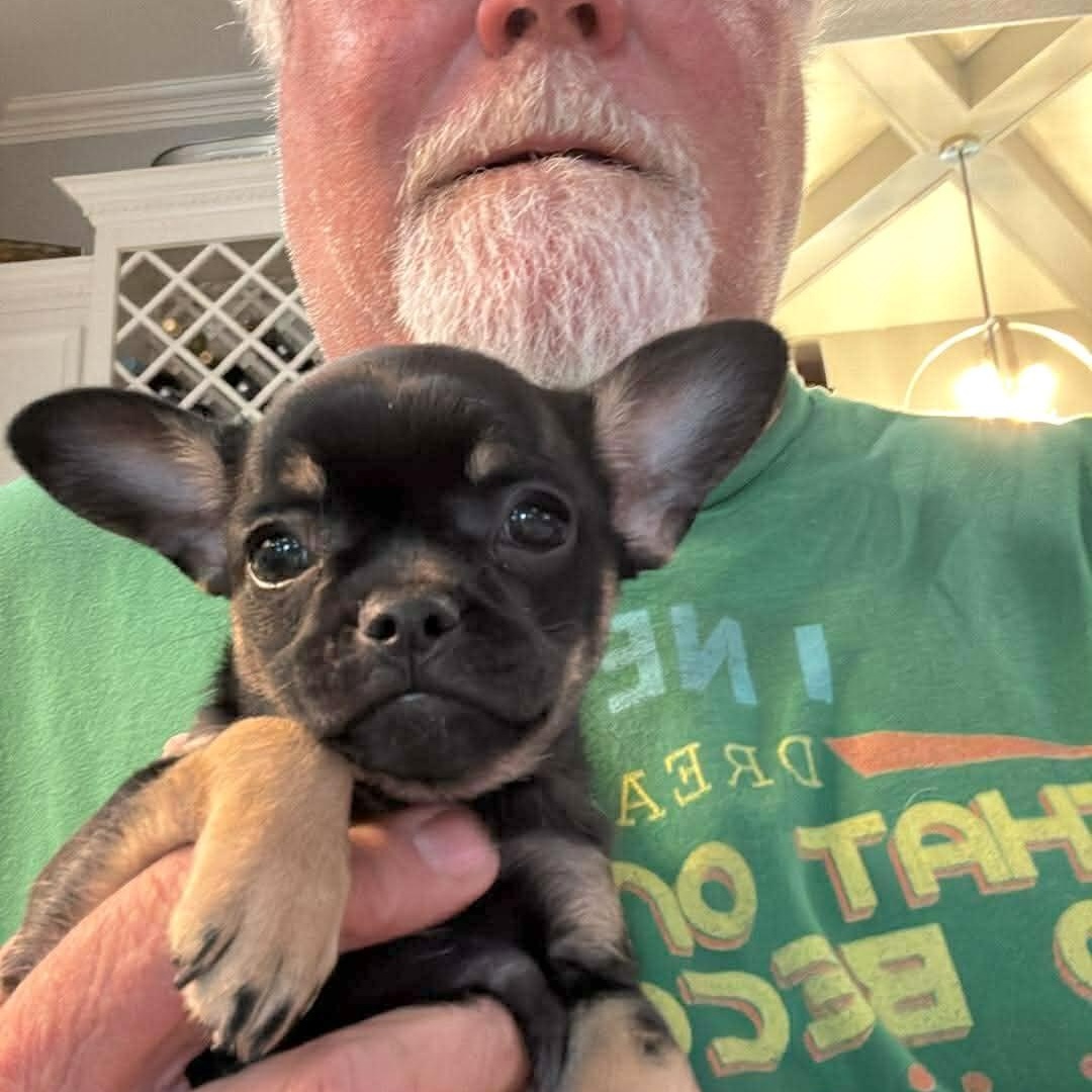 Enlarge Gigi, an adopted mixed breed in Providence, RI image 6/6