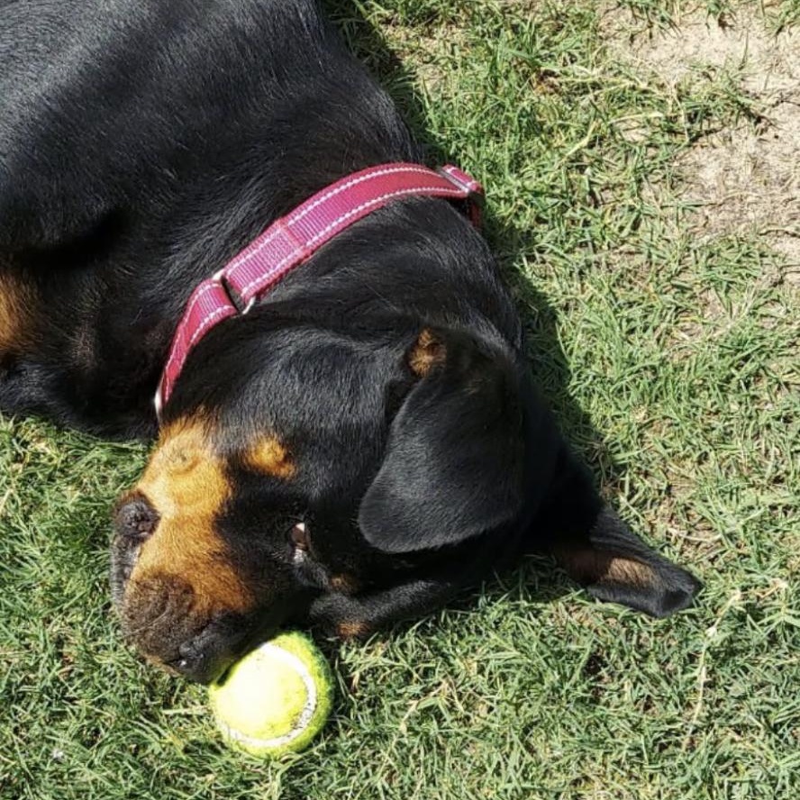 Enlarge Mena, a ADOPTABLE Rottweiler in Polk, OH image 3/5