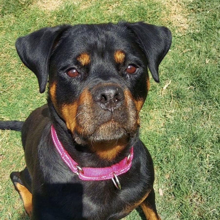 Mena, ADOPTABLE, Adult Female Rottweiler.