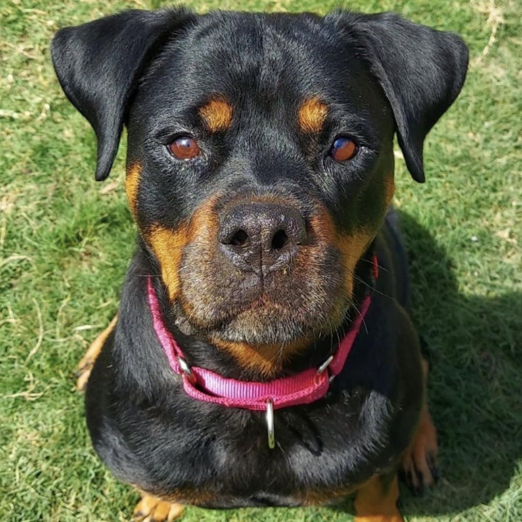 Enlarge Mena, a ADOPTABLE Rottweiler in Polk, OH image 4/5