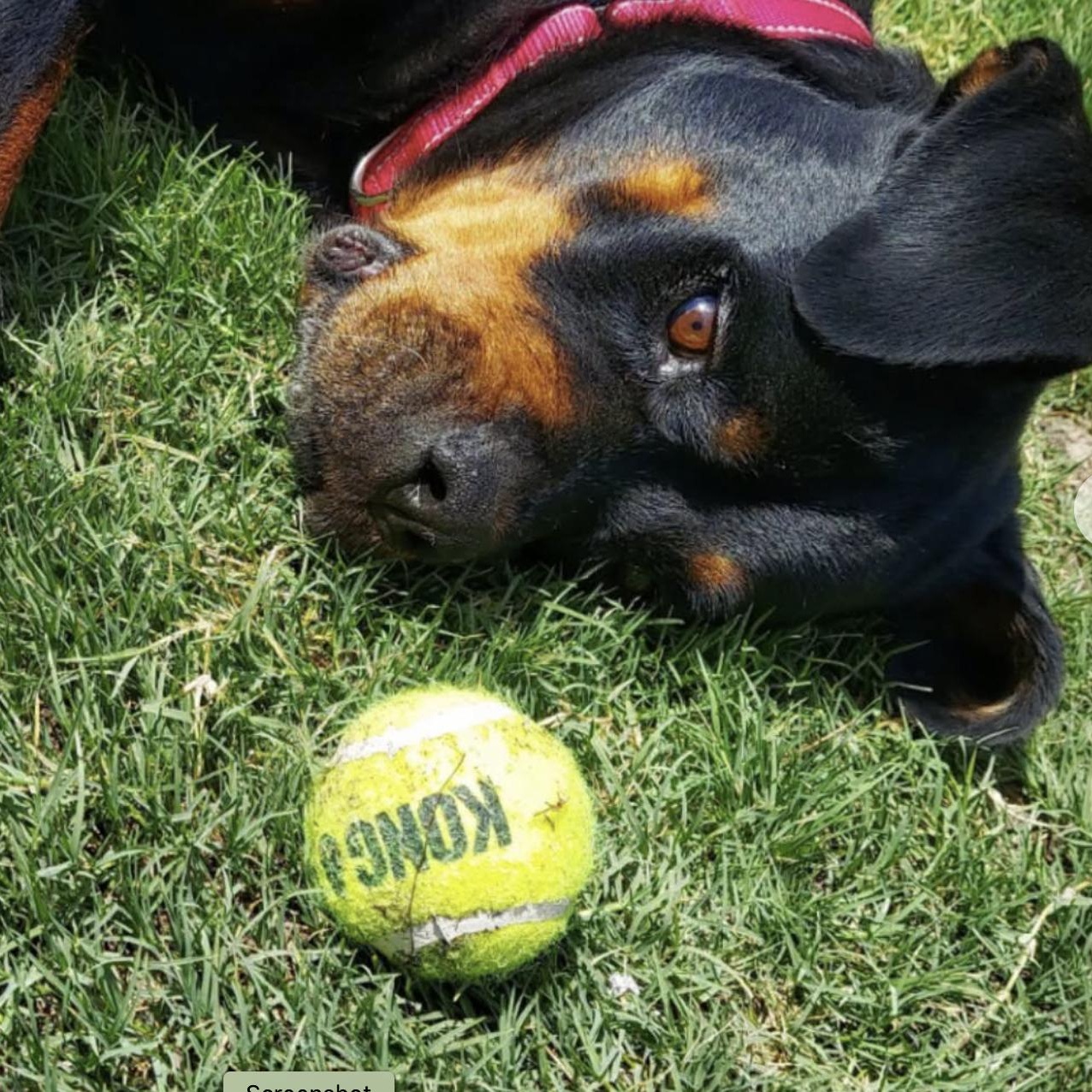 Enlarge Mena, a ADOPTABLE Rottweiler in Polk, OH image 5/5