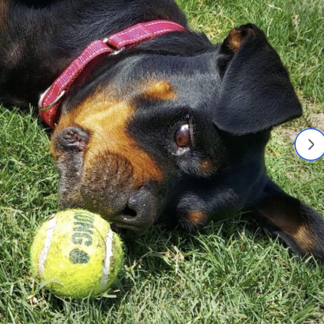 Enlarge Mena, a ADOPTABLE Rottweiler in Polk, OH image 2/5