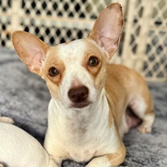 Ivory, Adoptable, Adult Female Chihuahua & Terrier.