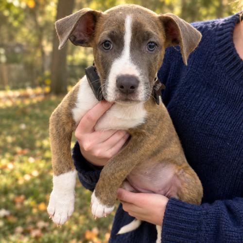 Pepper, Adoptable, Puppy Female Pit Bull Terrier.