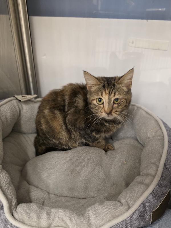 Enlarge Meadow, a Adoptable Domestic Short Hair in Metamora, IL image 1/1