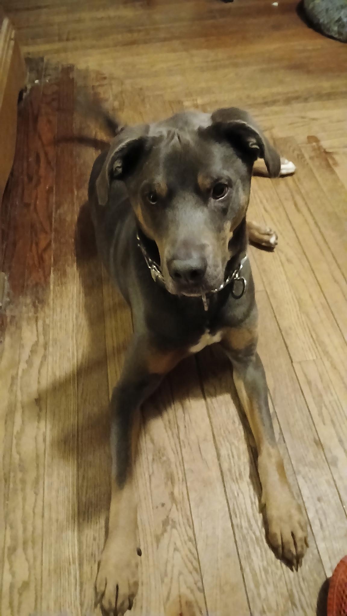 Enlarge Cody, a ADOPTABLE mixed breed in East Haddam, CT image 4/4