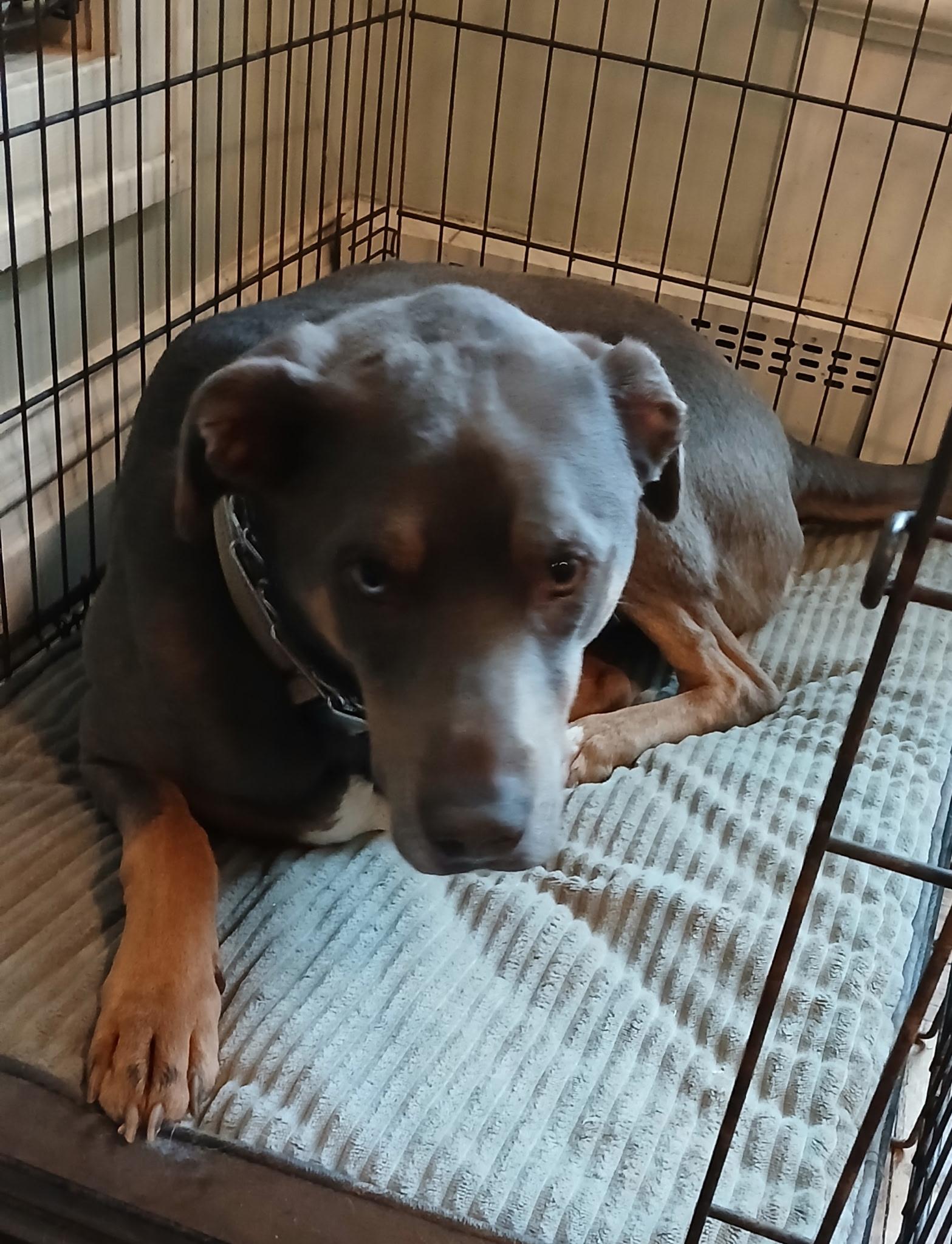 Enlarge Cody, a ADOPTABLE mixed breed in East Haddam, CT image 3/4