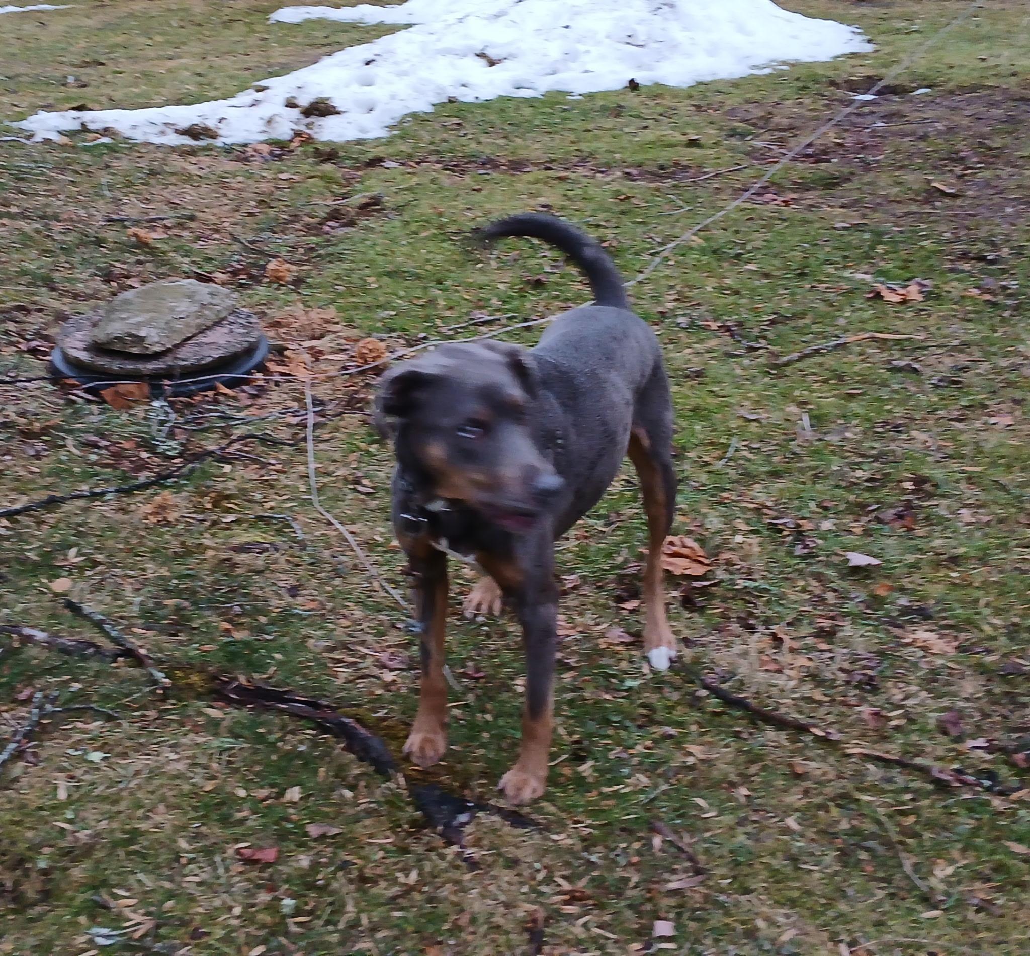 Enlarge Cody, a ADOPTABLE mixed breed in East Haddam, CT image 2/4