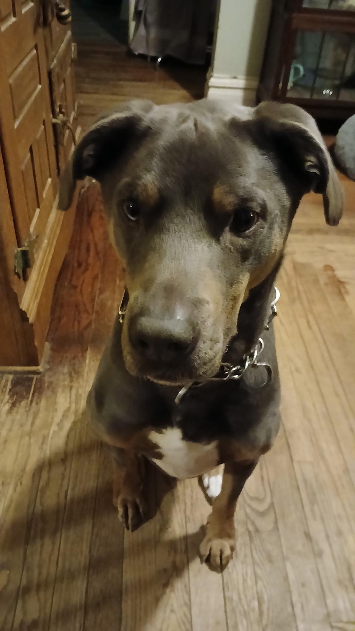 Enlarge Cody, a ADOPTABLE mixed breed in East Haddam, CT image 1/4