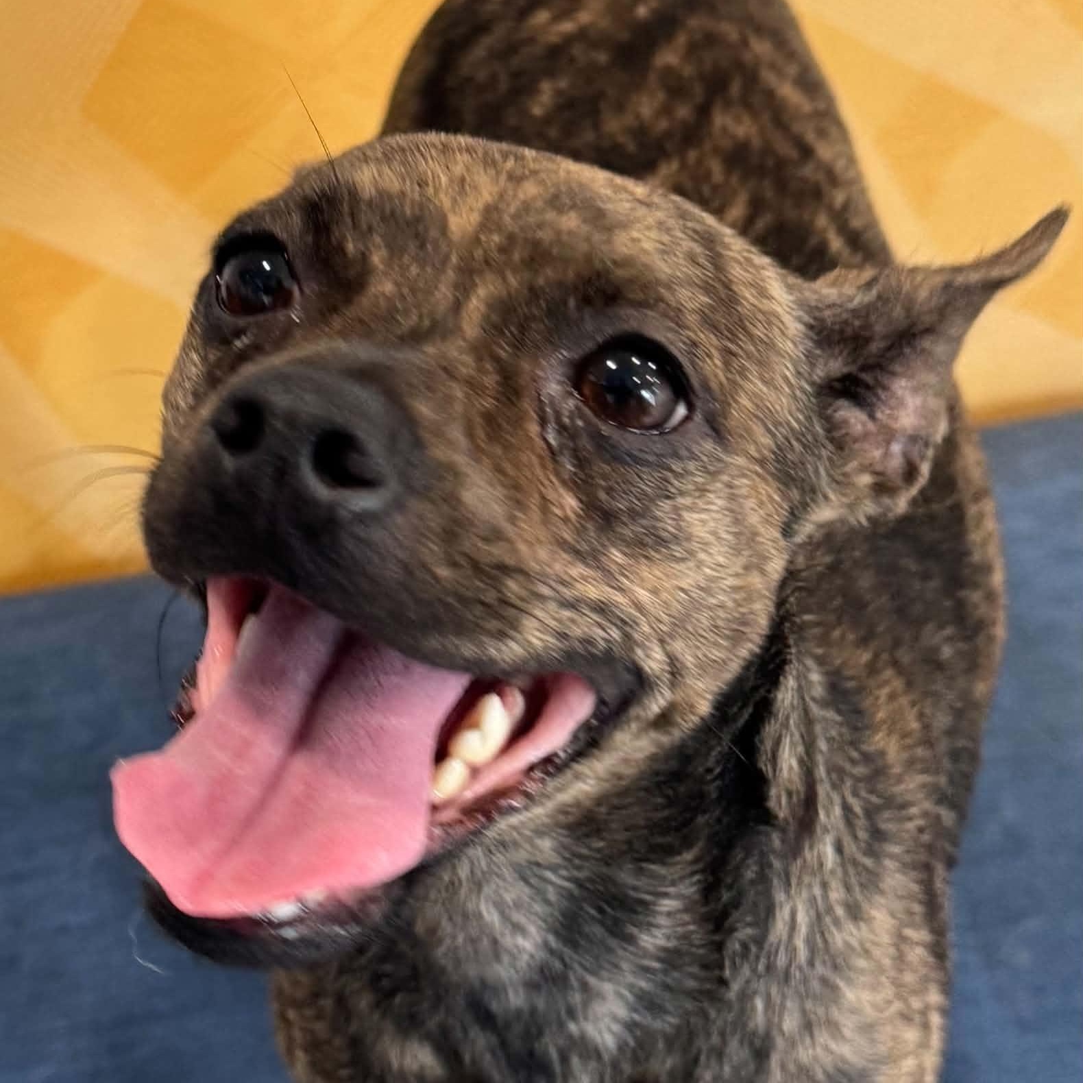 Deja, ADOPTABLE, Young Female Terrier.
