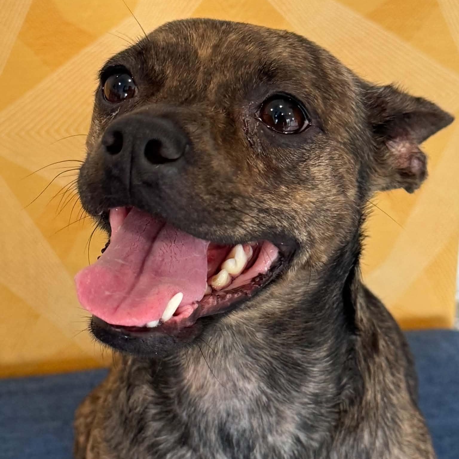Enlarge Deja, a ADOPTABLE mixed breed in Danbury, CT image 3/3