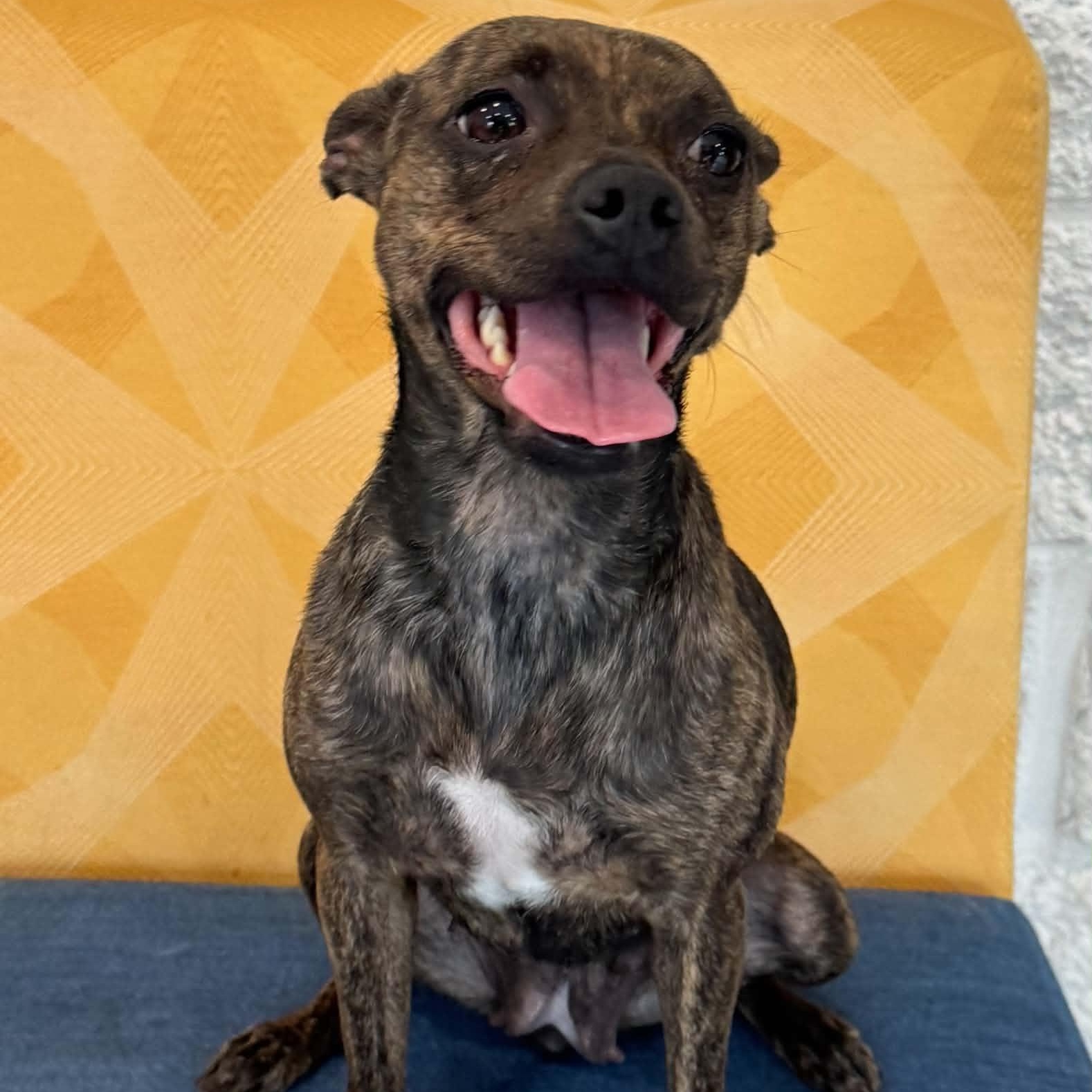 Enlarge Deja, a ADOPTABLE mixed breed in Danbury, CT image 2/3