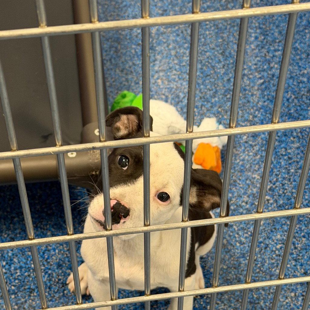 26-275 Bowie, Adoptable, Puppy Male Pit Bull Terrier.
