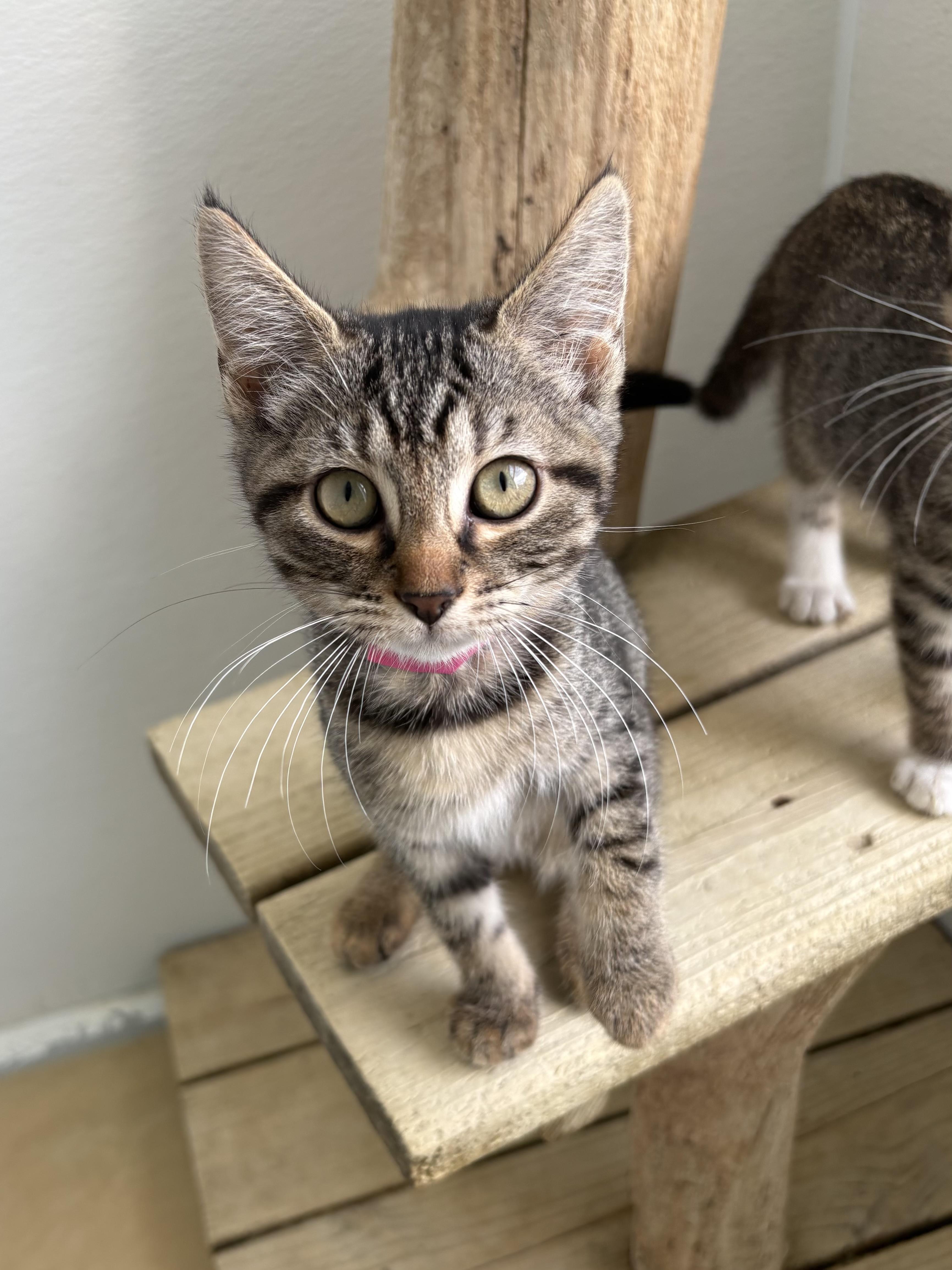Enlarge Espresso, a Adoptable Domestic Short Hair in Chicago, IL image 1/4