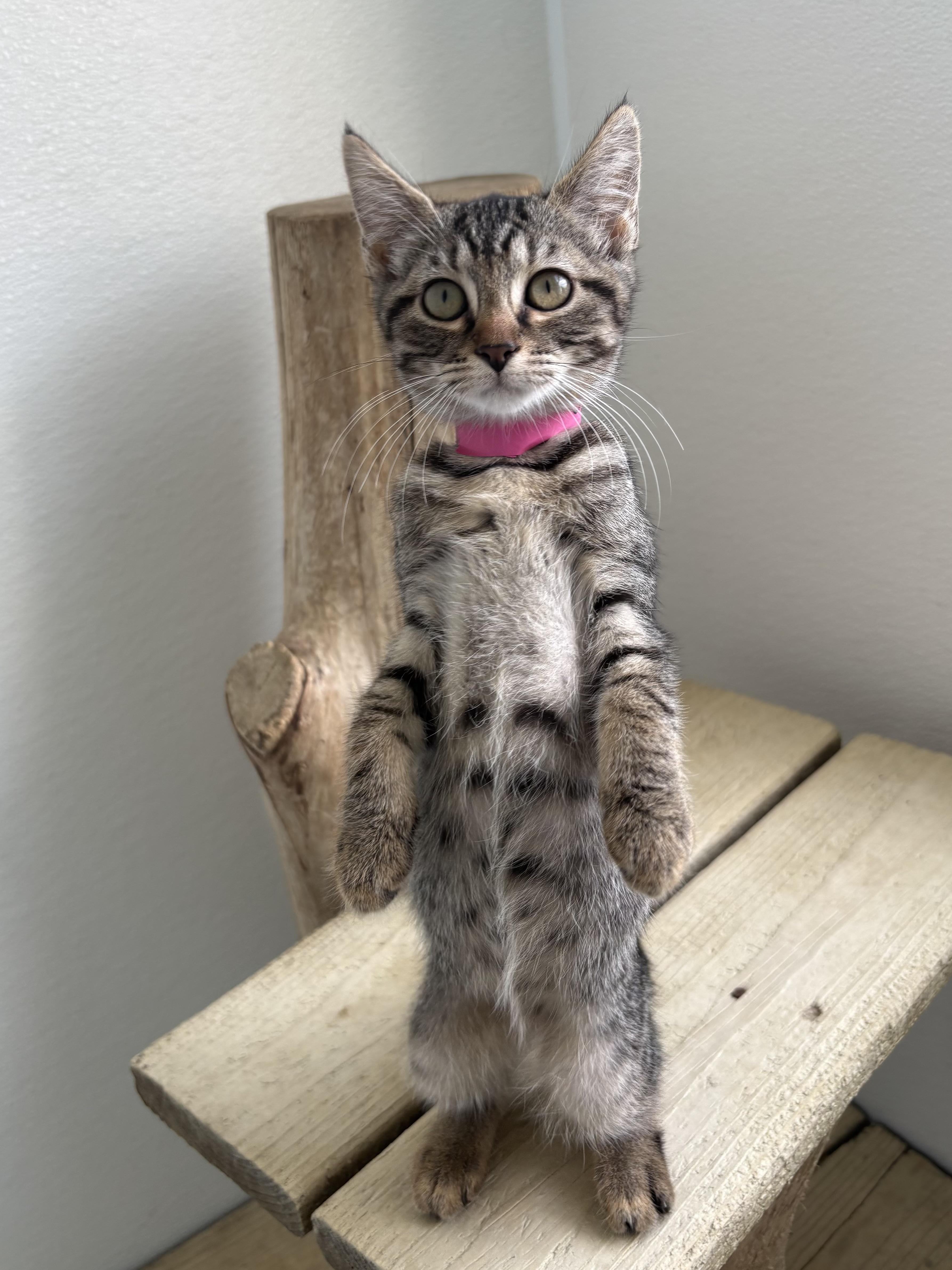 Enlarge Espresso, a Adoptable Domestic Short Hair in Chicago, IL image 2/4