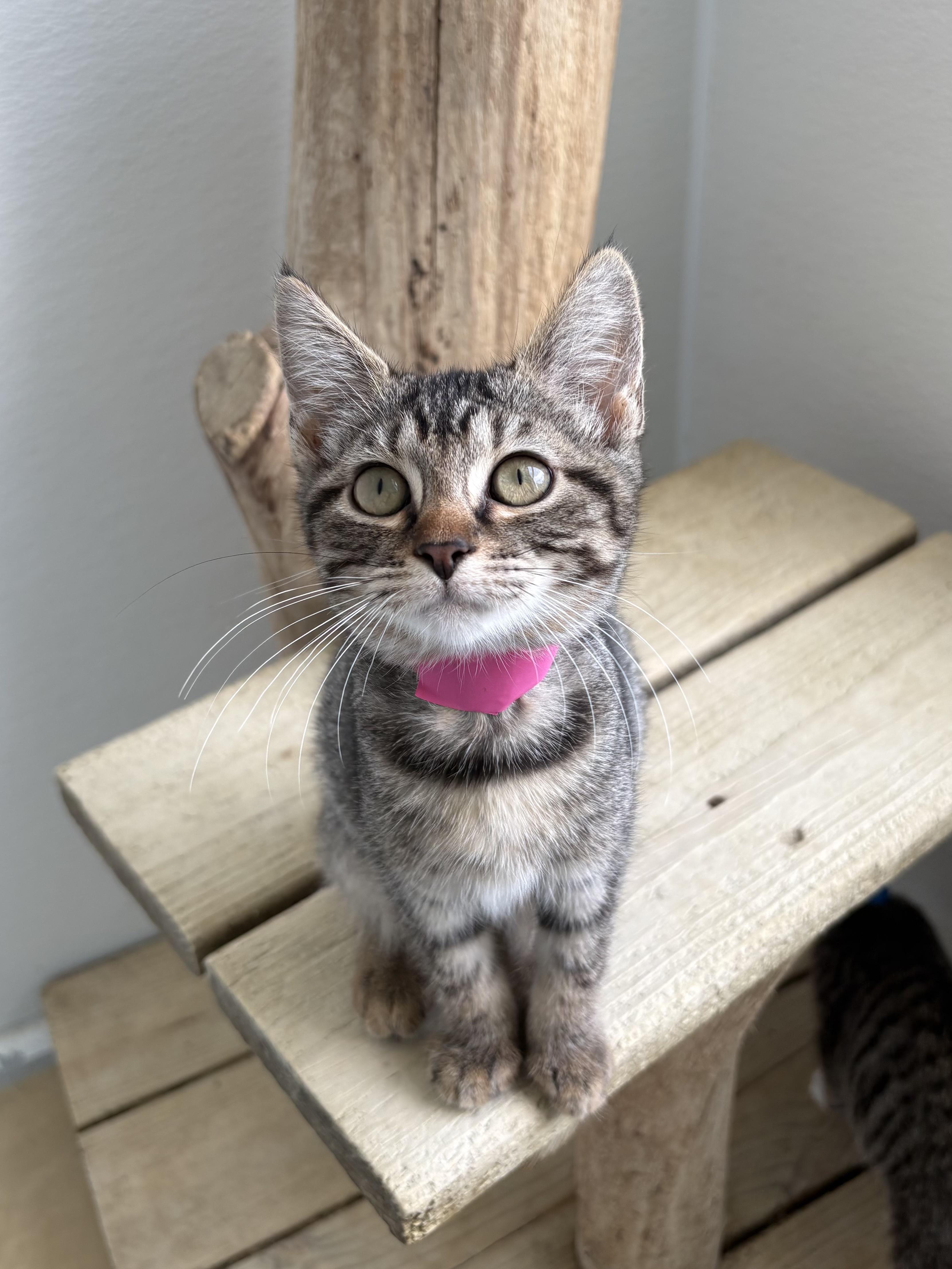 Enlarge Espresso, a Adoptable Domestic Short Hair in Chicago, IL image 4/4