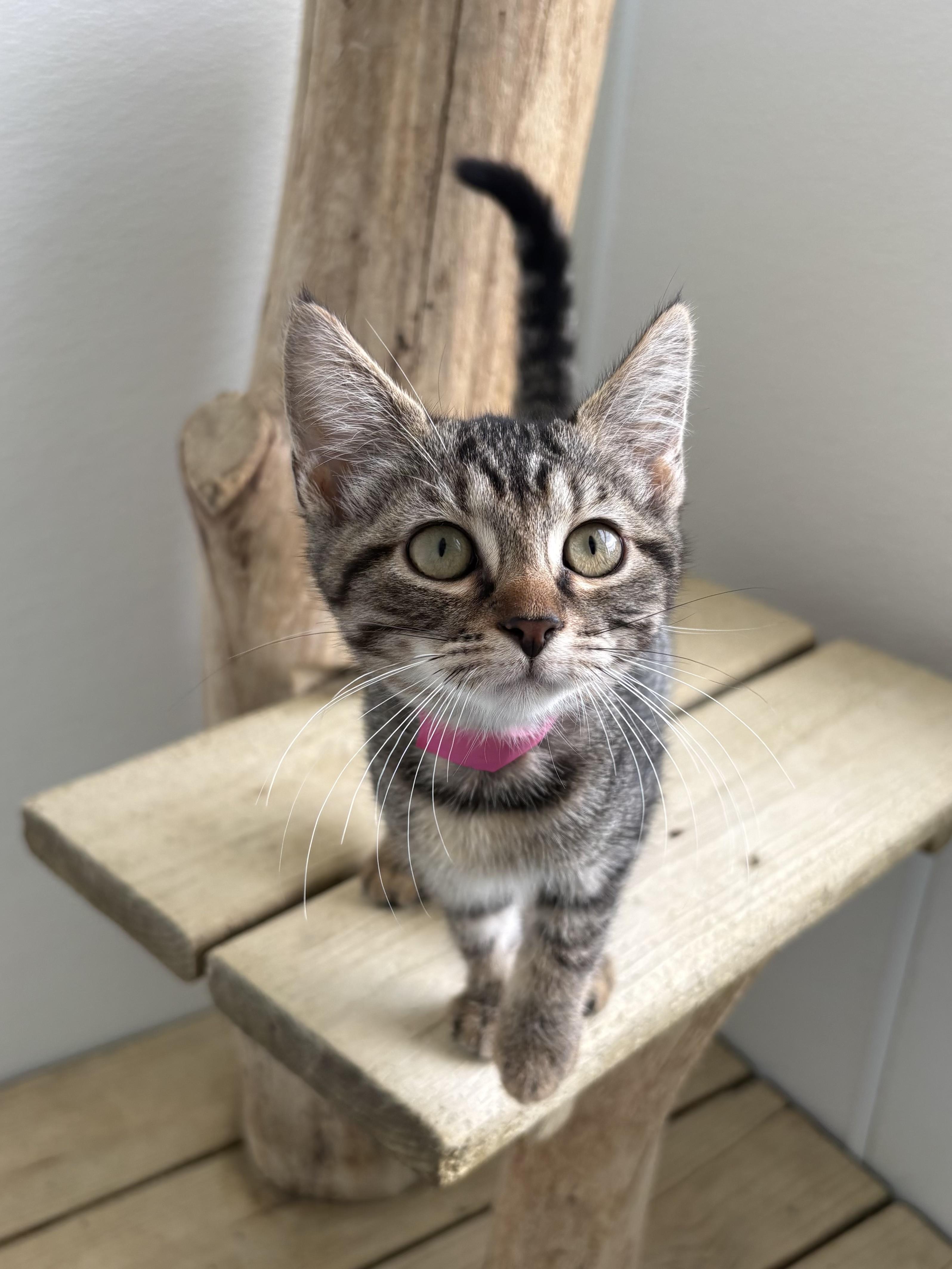 Enlarge Espresso, a Adoptable Domestic Short Hair in Chicago, IL image 3/4