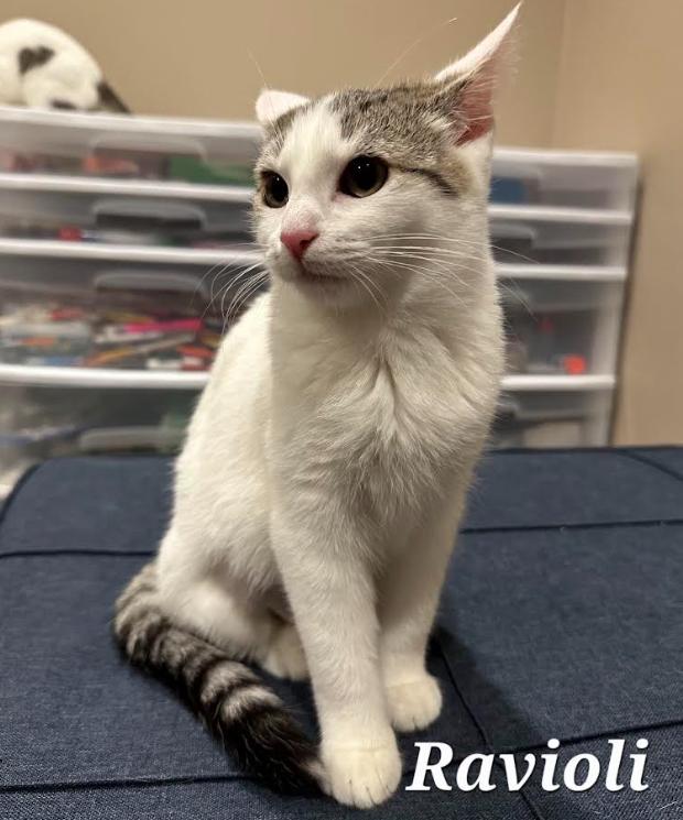 Enlarge Ravioli, a Adoptable Domestic Short Hair in Greenwood, IN image 3/3