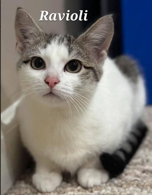 Ravioli, Adoptable, Kitten Female Domestic Short Hair.