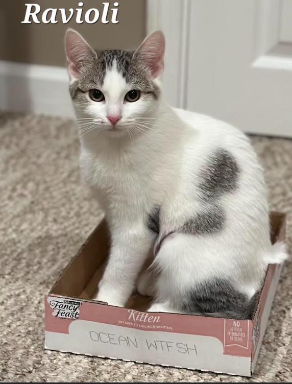 Enlarge Ravioli, a Adoptable Domestic Short Hair in Greenwood, IN image 2/3