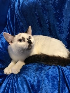 Delta, a Adoptable Siamese in Gainesville, FL image 1/6