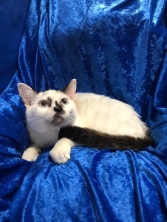 Delta, a Adoptable Siamese in Gainesville, FL image 2/6