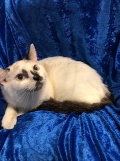 Delta, a Adoptable Siamese in Gainesville, FL image 3/6