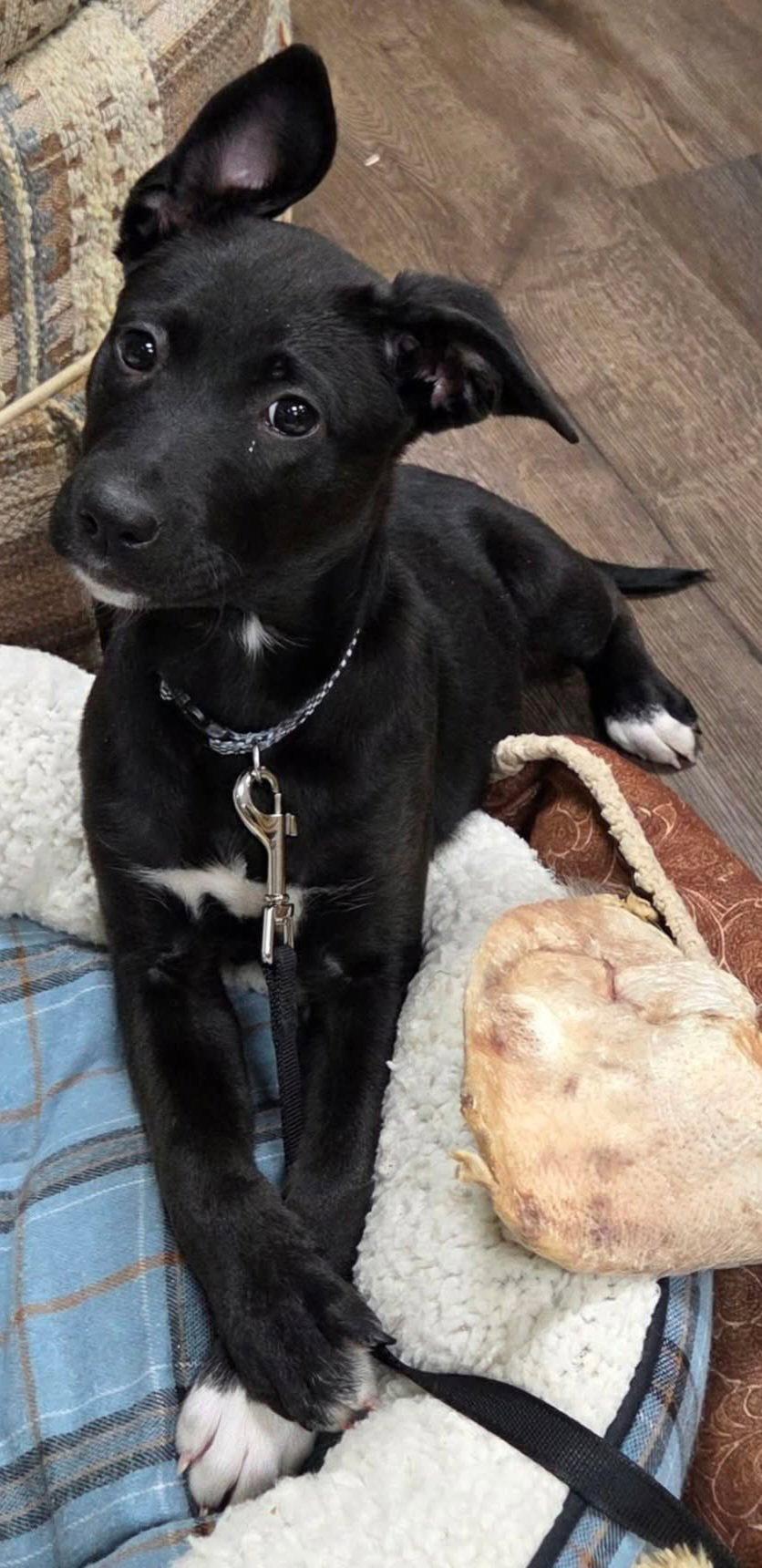 Sonoma, Adoptable, Puppy Female Shepherd & Standard Poodle.