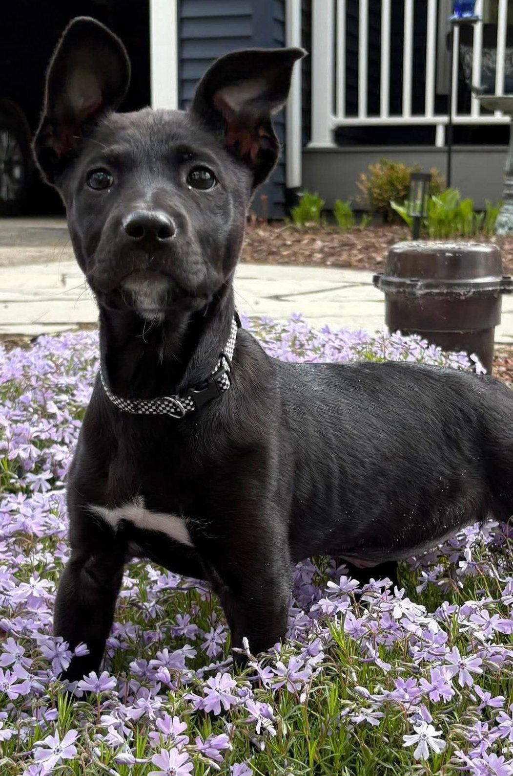 Sonoma, a Adoptable mixed breed in Oxford, MI image 2/3