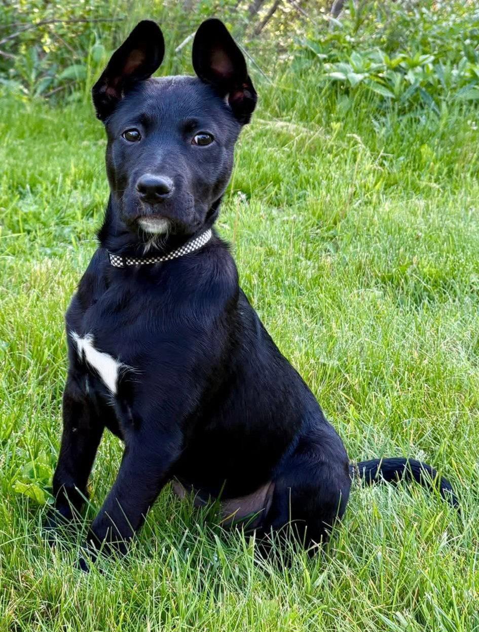 Sonoma, a Adoptable mixed breed in Oxford, MI image 3/3