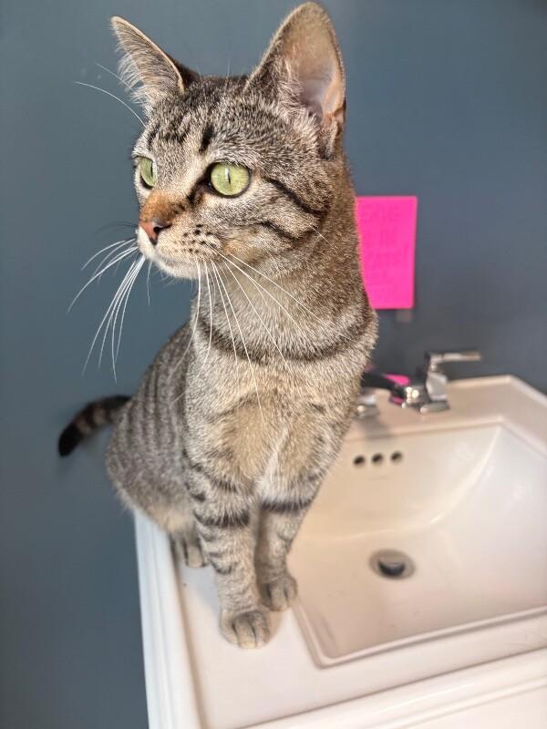 Petal, Adoptable, Adult Female Domestic Short Hair.