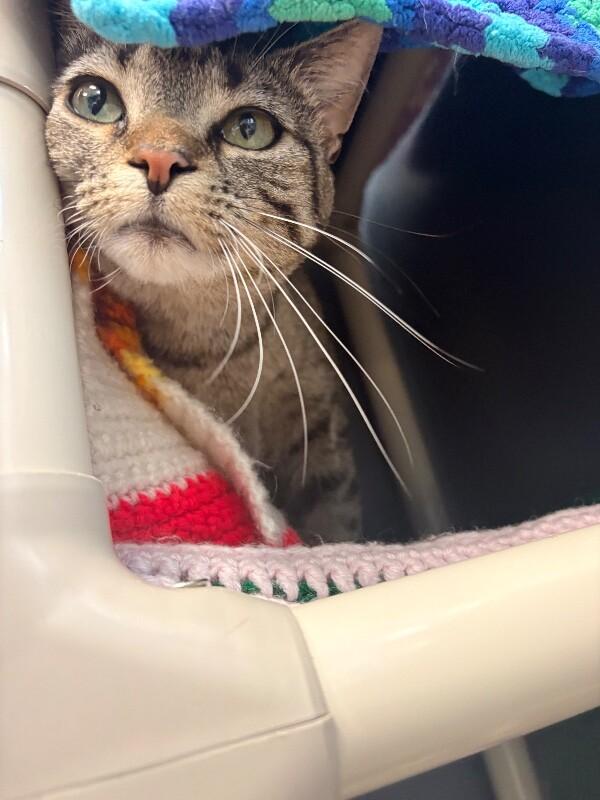 Petal, a Adoptable Domestic Short Hair in Warren, PA image 2/6