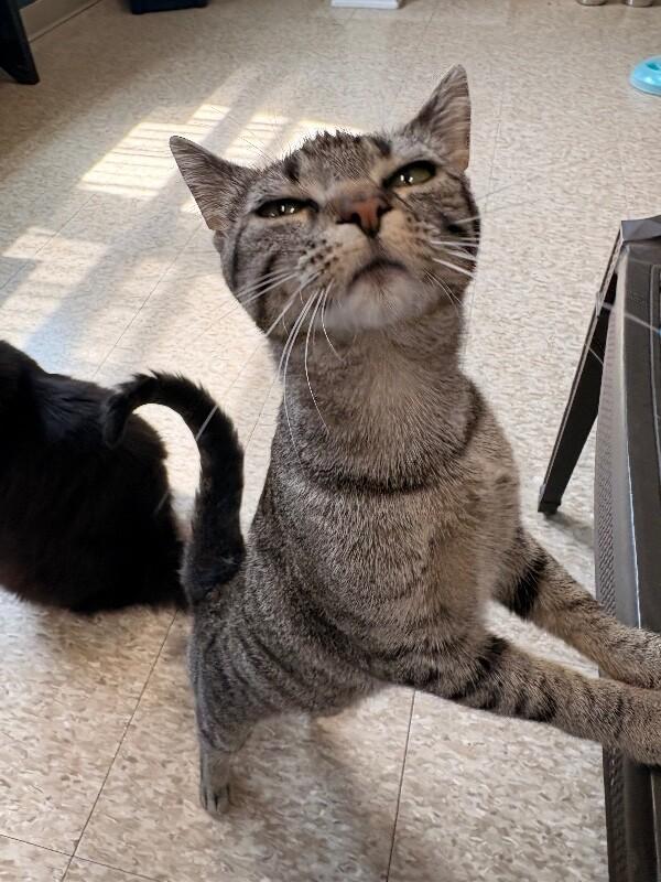 Petal, a Adoptable Domestic Short Hair in Warren, PA image 3/6
