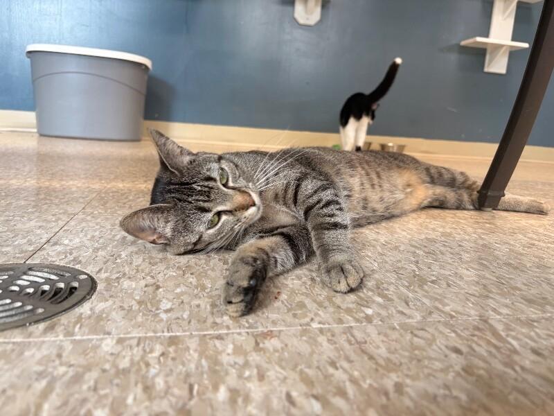 Petal, a Adoptable Domestic Short Hair in Warren, PA image 4/6