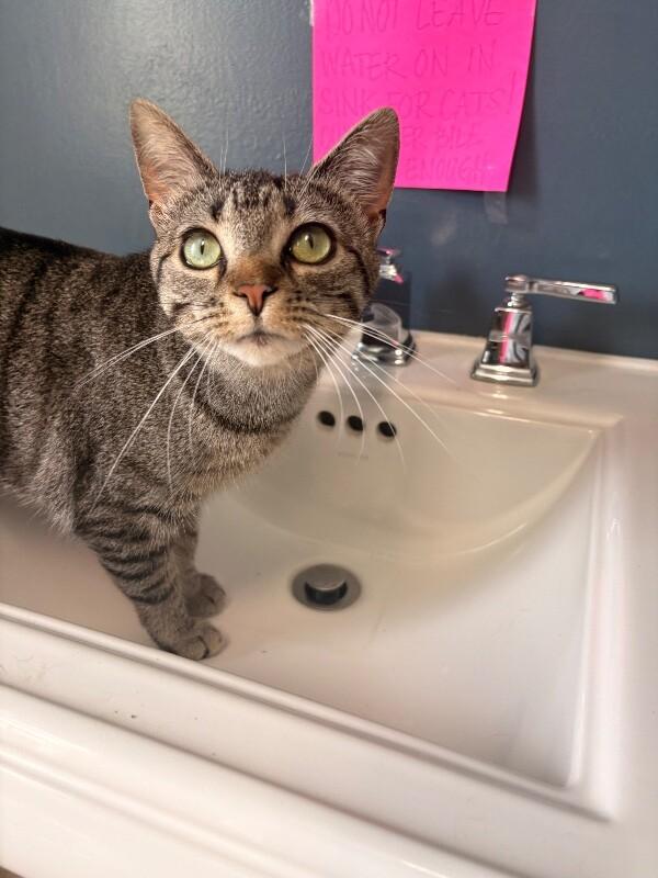 Petal, a Adoptable Domestic Short Hair in Warren, PA image 5/6