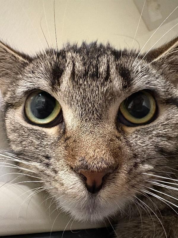 Enlarge Petal, a Adoptable Domestic Short Hair in Warren, PA image 1/1