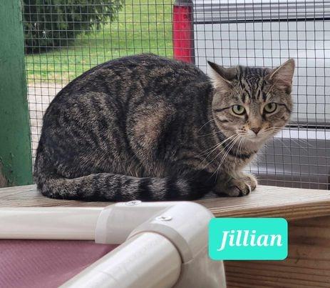 Enlarge Jillian-Sponsored, a Adoptable mixed breed in Richmond, IN image 1/3